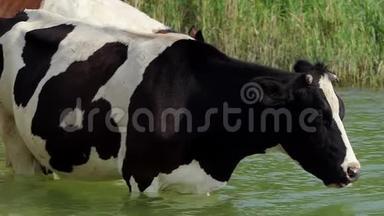 黑牛<strong>伸出舌头</strong>在懒懒的湖里喝水